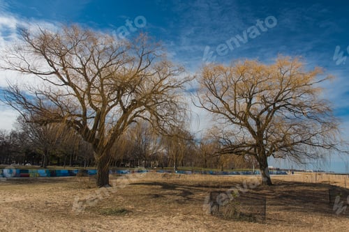 Preview: Tree In A Park
