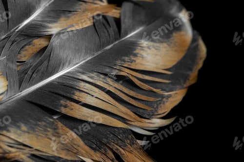 Preview: macro photo of brown hen feathers. background or textura