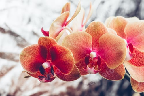 Preview: Orange Phalaenopsis Orchid Plant