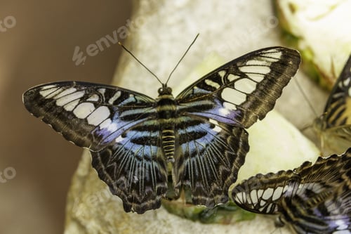 Preview: Big butterfly with black blue and white wings sitting on a stone