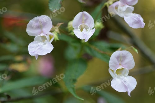 Preview: Closeup shot of a Phalaenopsis Sanderiana under the sunlight