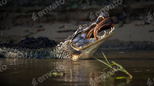 Preview: Closeup of an alligator devouring fish in a pond in Pantanal, Brazil