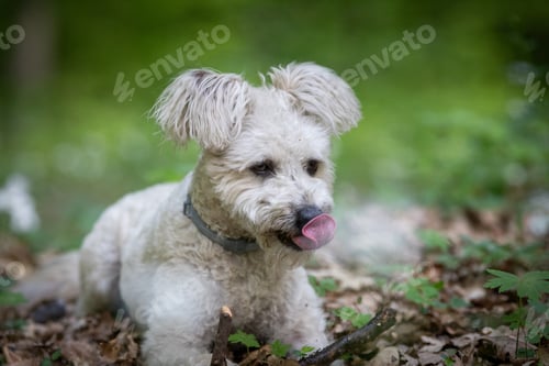 Preview: cute little pumi dog enjoying the outdoors