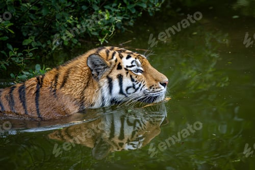 Preview: Siberian tiger swimming in the water surrounded by green plants