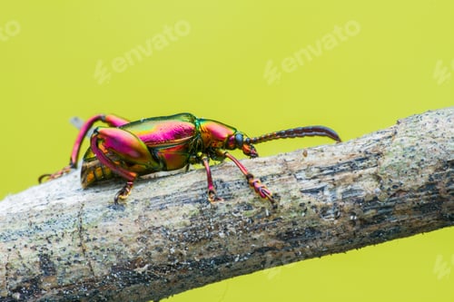 Preview: frog beetle