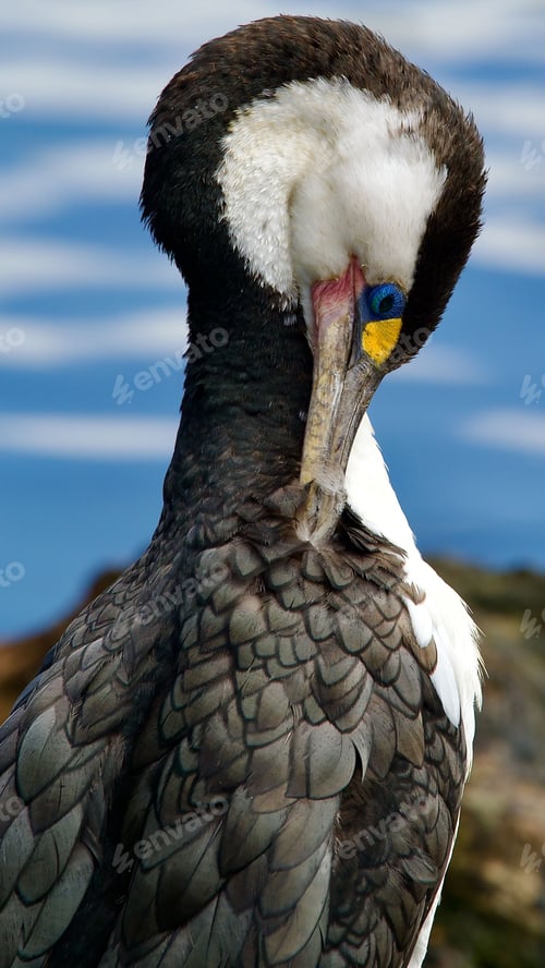 Preview: New Zealand Pied Shag or Cormorant (Phalacrocorax varius) preening itself by the waterside