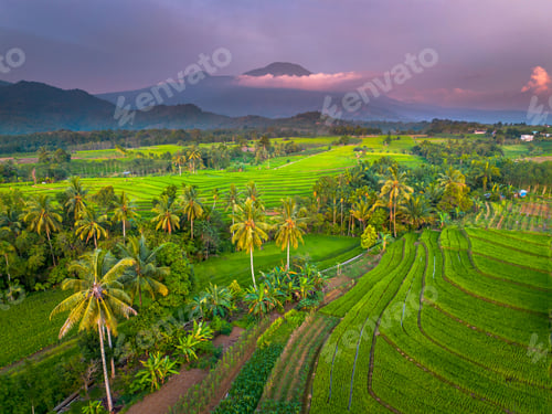 Preview: beautiful morning view indonesia panorama landscape paddy fields