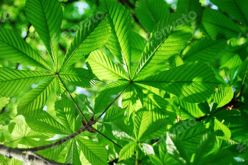 Preview: Bright green young chestnut leaves background