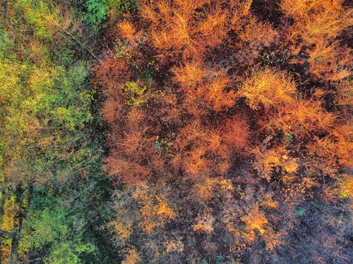 Preview: Drone shot of a colorful Autumn forest