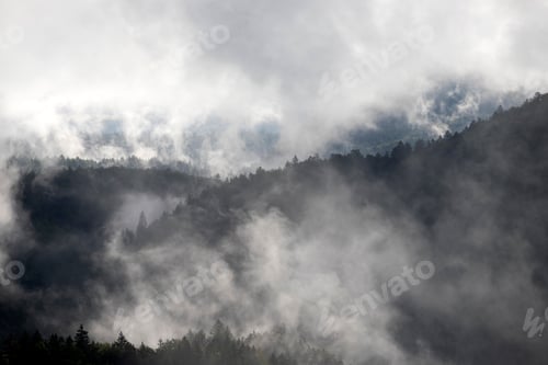 Preview: Misty landscape with fir forest