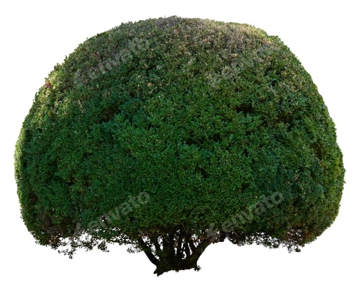 Preview: Round boxwood bush isolated on background, growing ornamental shrub for garden