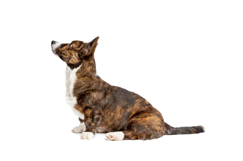 Preview: Brindle Dog Sitting in Profile on White Backdrop