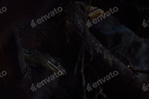 Preview: Brown snake winding its way around the branch of a tree