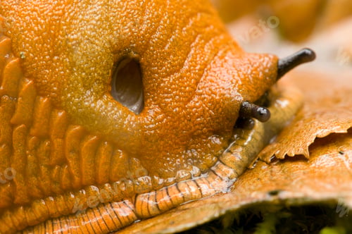 Preview: Red Slug Detail