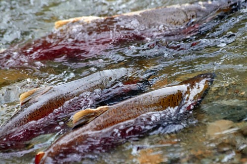 Preview: Salmon Fish Swimming Upstream