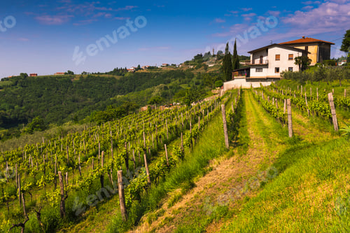 Preview: Gonjace, Goriska Brda, Slovenia. View of vineyards and Gonjace, Goriska Brda (Gorizia Hills), Sloven