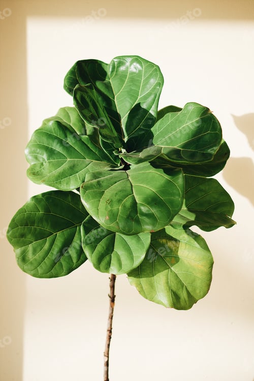 Fiddle Leaf Fig Plant with Natural Light