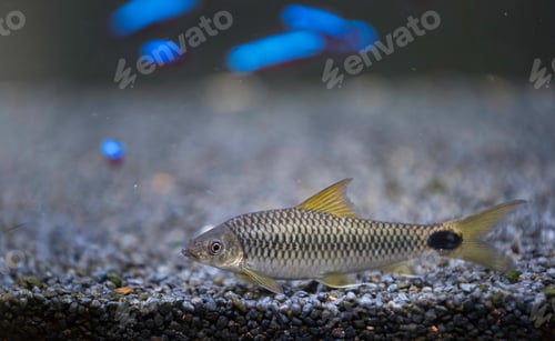 Preview: Crossocheilus reticulatus silver flying fox is a freshwater algae eater
