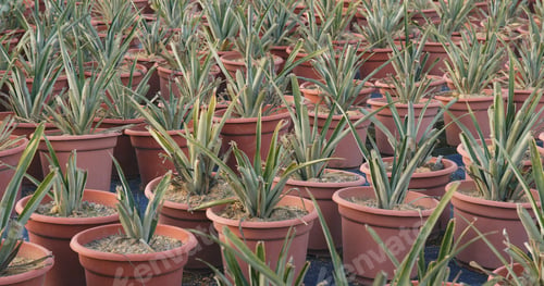 Preview: Potted Pineapple field