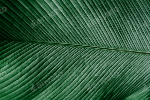 Preview: Texture of green leaf in nature. Abstract background of line pattern.