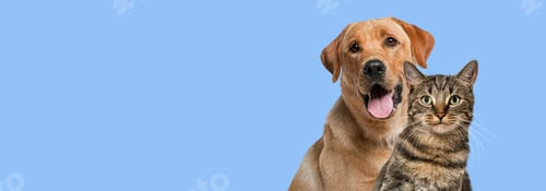 Preview: Labrador retriever dog panting and tabby cat in front of blue