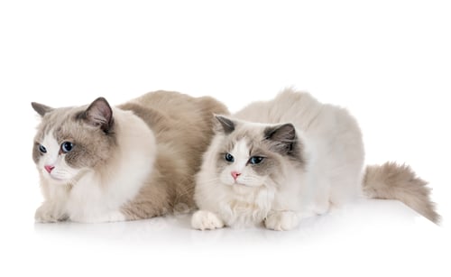 Preview: ragdoll cats in studio