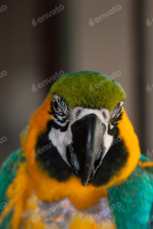 Preview: Blue and gold macaw with bright colors