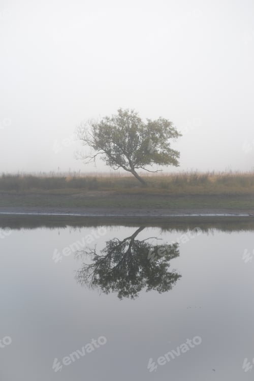 Preview: Silhouette of an isolated tree on the river edge