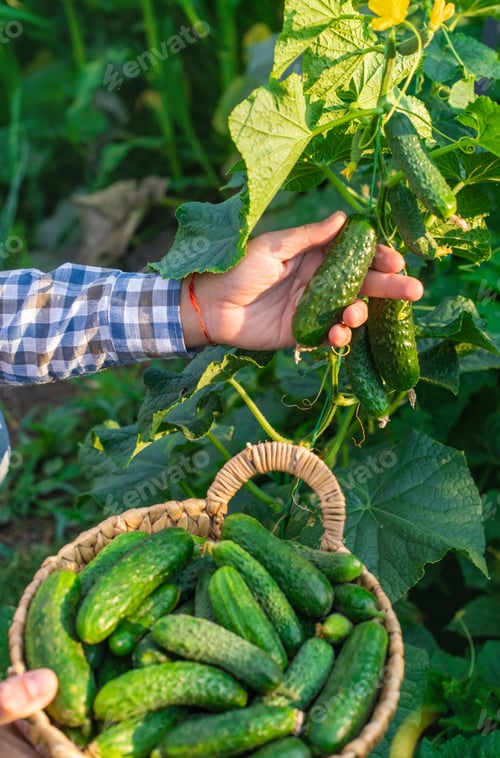 Preview: A farmer holds a cucumber harvest in his hands. Selective focus.