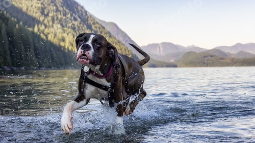 Preview: Playful and Funny Boxer Dog swimming in the water