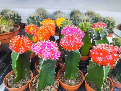 Preview: variety of colorful cactus in the small pot. Potted small house plants, home minimal cacti.