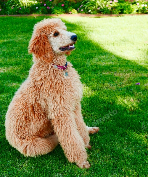 Preview: poodle, dog, puppy, pets, dogs