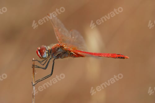 Preview: Closeup on a colorfull male migrant hawker dragonfly, Sympetrum fonscolombii haning on a twig