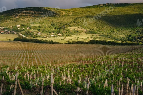 Preview: green spring vine yards landscape in cloudy weather
