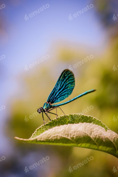 Preview: Macro shot of a blue net-winged insect sitting on a leaf