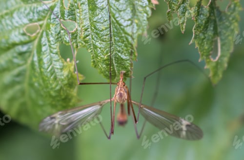 Preview: Big mosquito resting