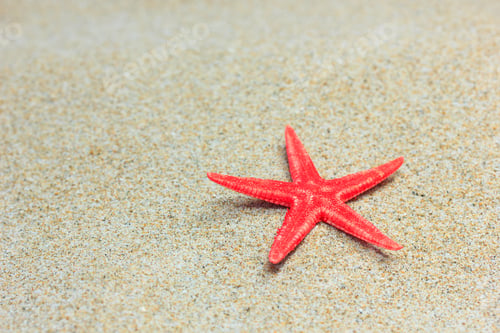 Preview: Starfish on the beach