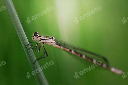Preview: blue dragonfly sits on a grass on a meadow