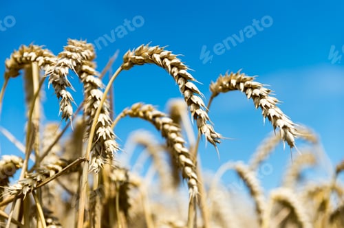 Preview: Ears of wheat against blue sky