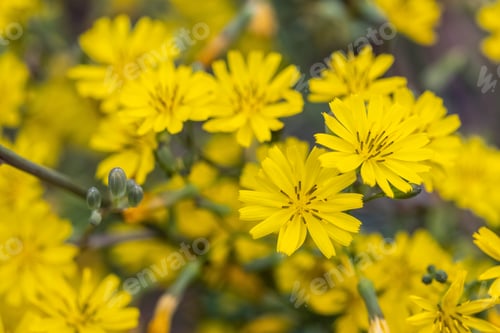 Preview: bright small yellow flowers in spring