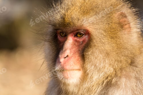 Preview: Monkey
