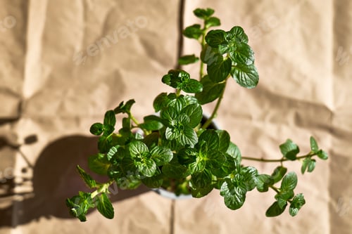 Preview: Peppermint in the pot on recycle paper.