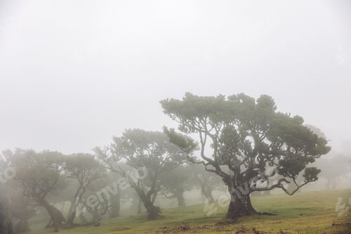Preview: Mystical Fanal laurisilva forest at Madeira island, Portugal