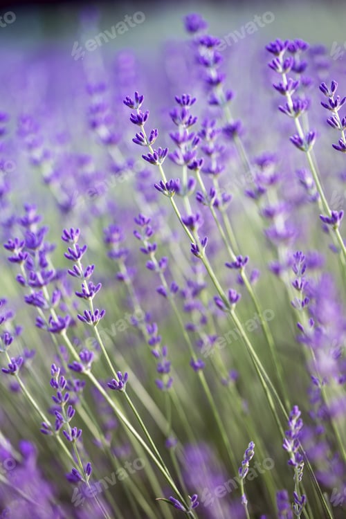Preview: Provence - lavender field