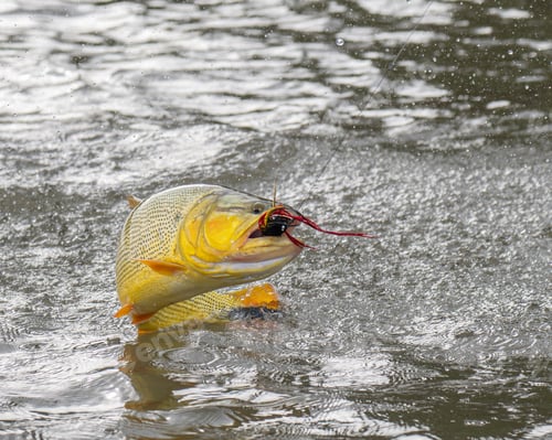 Preview: Golden dorado fish leaping to catch fishing lure in a river in Argentina