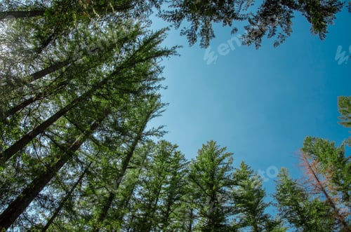 Preview: Looking up at blue sky in forest
