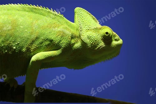 Preview: chameleon, lizard, animal, green, nature, reptile, pet, dragon, color, macro, red, vertebrate, color