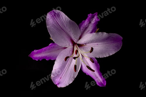 Preview: Closeup shot of purple lily flower on dark background