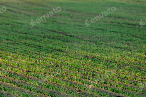 Preview: rows of wheat seedlings in December, Poland