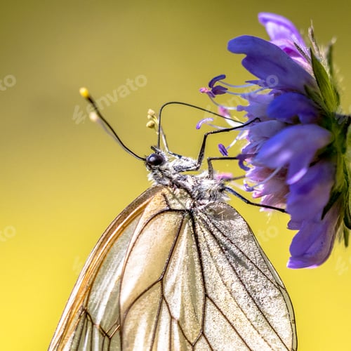 Preview: Black veined white butterfly close up
